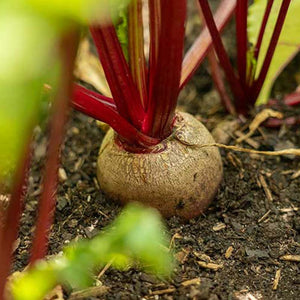 The Farm Dream - Tuincadeaubon