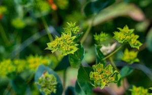 Bupleurum Griffithii - 250 seeds