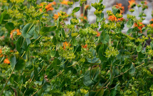 Bupleurum Griffithii - 250 seeds