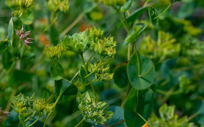 Bepleurum Griffithii - 250 zaden