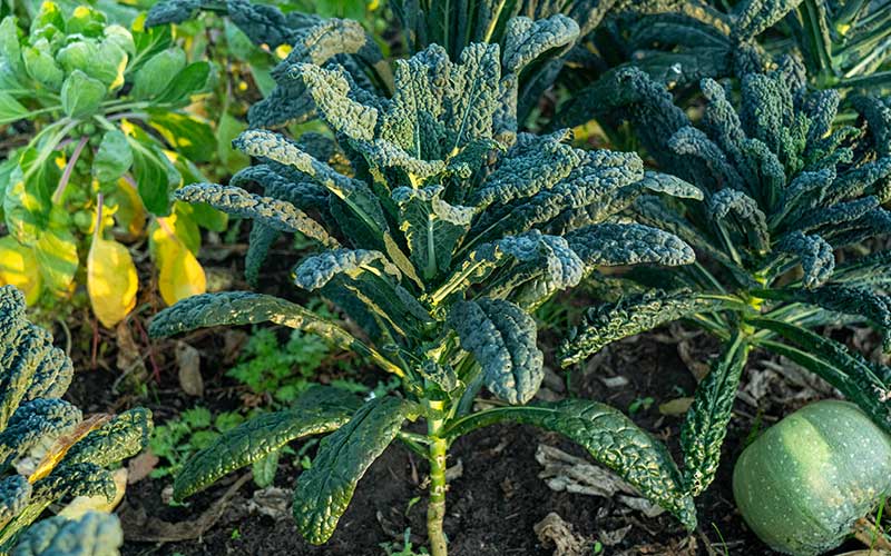 Black leaf kale - Nero di Toscana