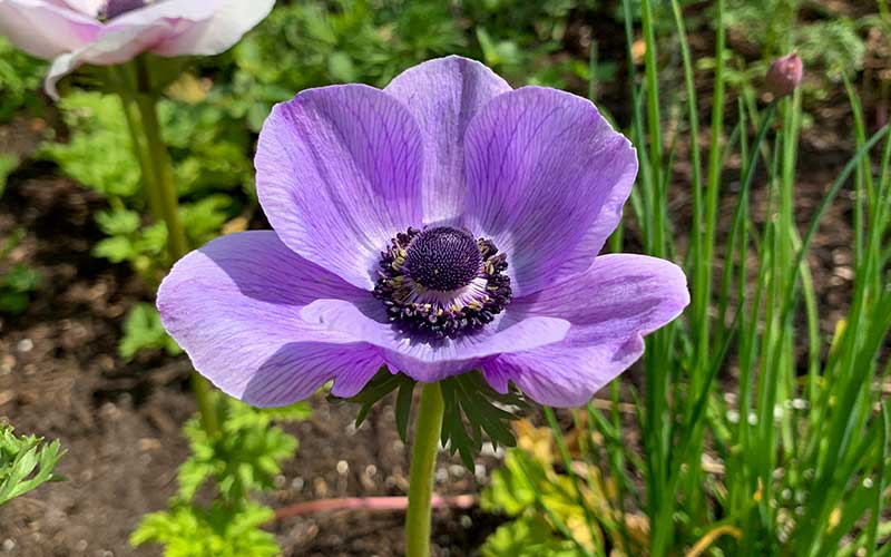 Spring Anemone pastel purple - 10 corms - Large size