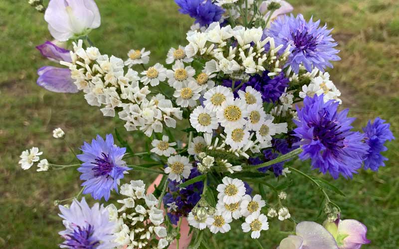 Achillea ptarmica The Pearl (sneezewort yarrow)