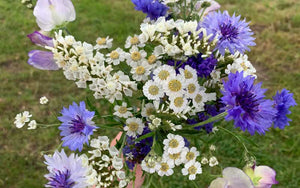 Achillea ptarmica The Pearl (achillée millefeuille)