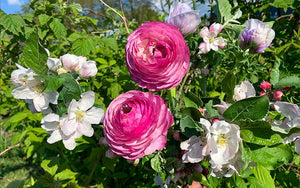 Ranunculus - Violetta - 10 corms - large size