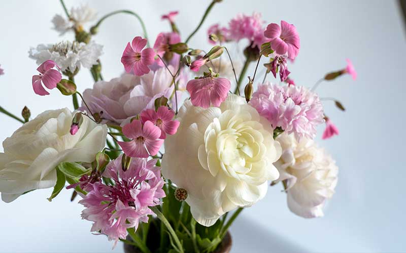 Ranunculus - Silky White - 10 corms - large size