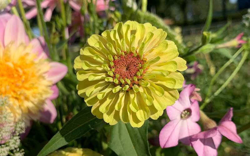 Zinnia Queen Lime Blush - 35 seeds