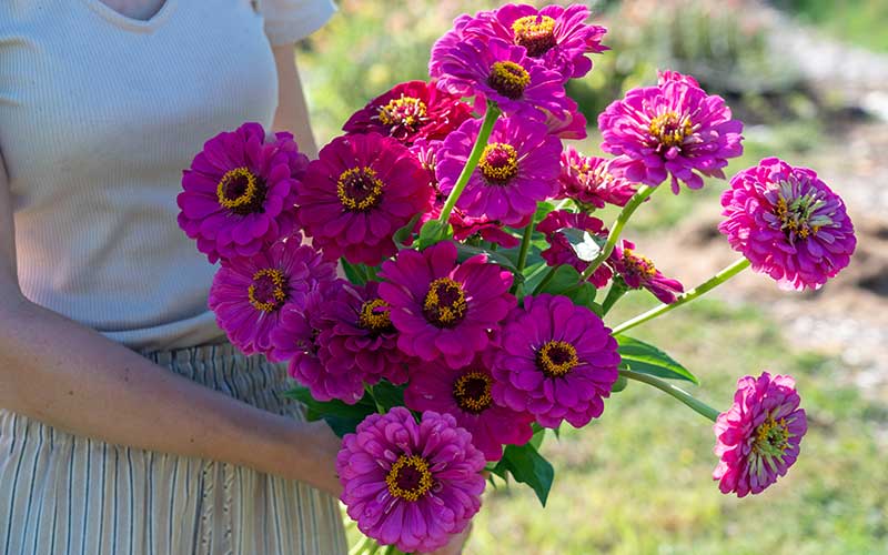 Zinnia Purple Prince