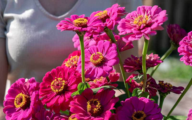 Zinnia Purple Prince