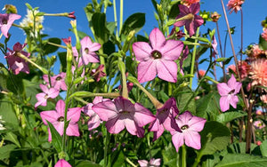 Blühender Tabakblau (Nicotiana mutabilis) - 50 Samen -