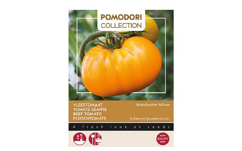 Tomate de boeuf jaune - Brandywine Yellow