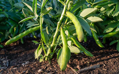 Broad Beans - Tripple white