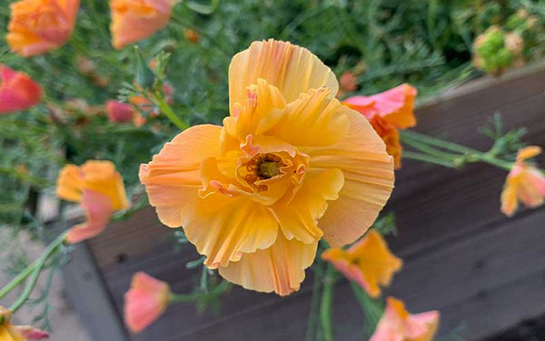 Vibrant Thai Silk Apricot Chiffon California Poppy Seeds – The