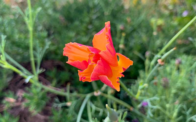 Mousseline de soie abricot coquelicot de Californie