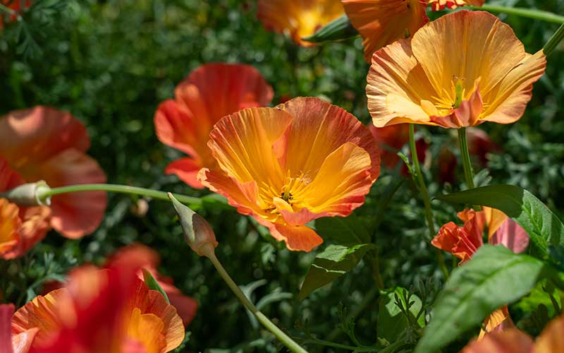 Mousseline de soie abricot coquelicot de Californie