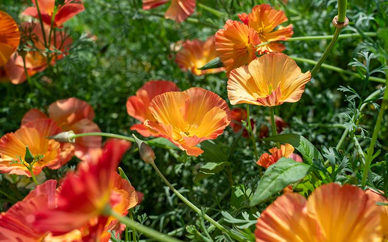 Mousseline de soie abricot coquelicot de Californie