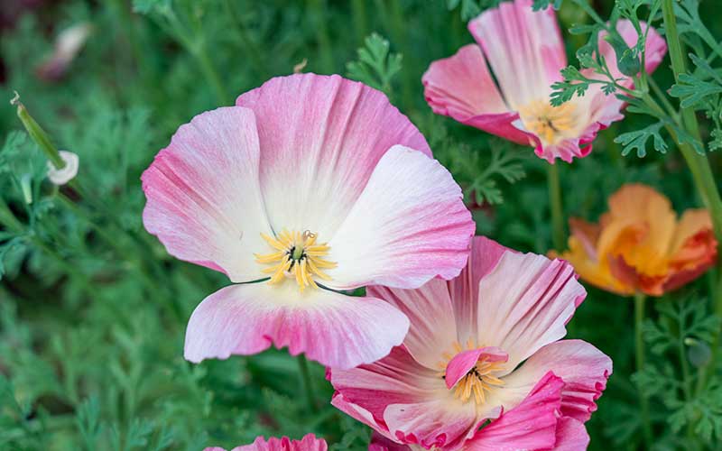 silk flower seeds Elegant Thai Silk Rose Chiffon California Poppy Seeds – The Farm Dream