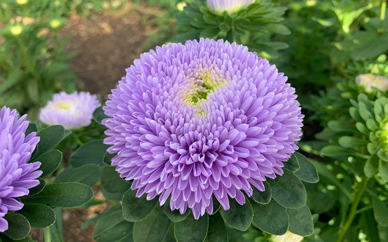 Chinesische Aster Mondstein - 50 Samen