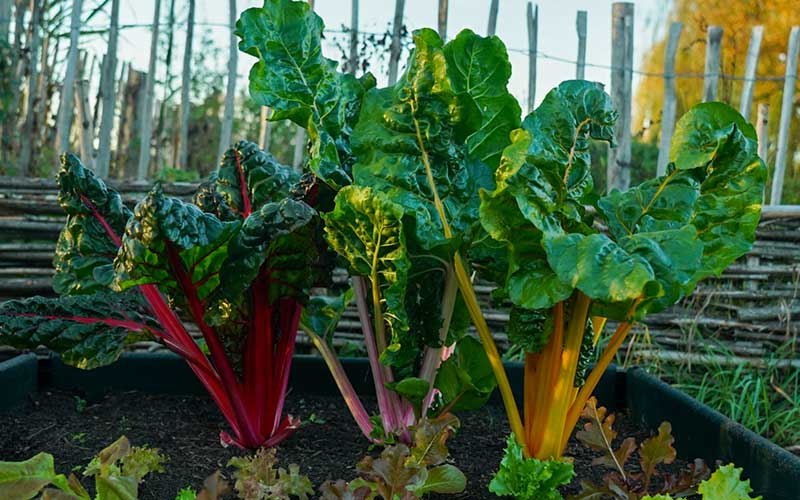 Swiss Chard Bright Lights (Rainbow mix)