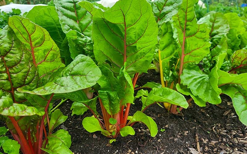 Swiss Chard Bright Lights (Rainbow mix)