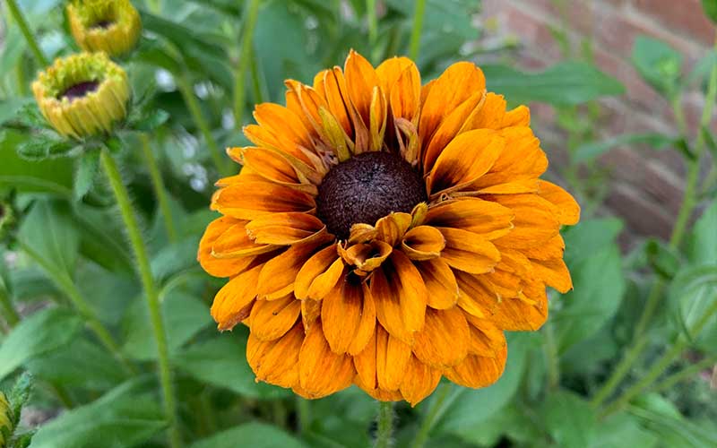 Rudbeckia hirta Cherokee Sunset - 100 zaden