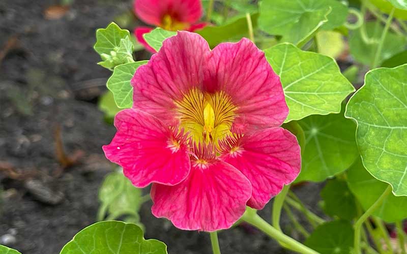 cherry rose jewel nasturtium seeds Beautiful Cherry Rose Nasturtium Seeds for a Vibrant Garden or Balcony –  The Farm Dream
