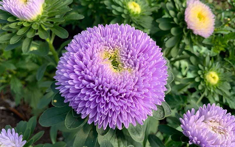 Chinese Aster Moonstone - 50 seeds