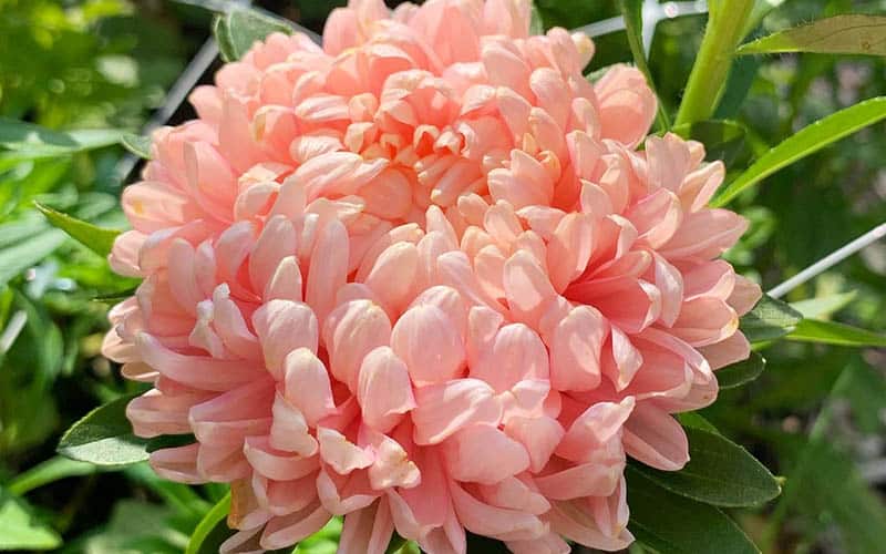 Grow Majestic Chinese Aster King Size Apricot Seeds