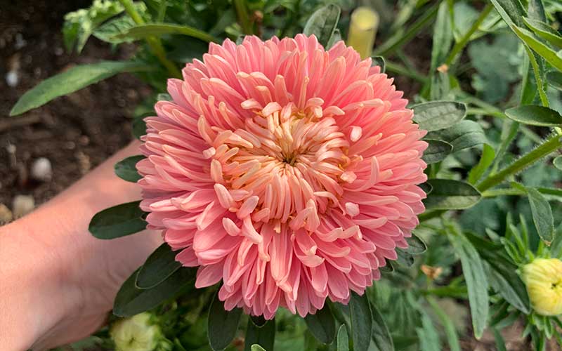flamingo flower seeds Grow Chinese Aster Flamingo at Sunset Seeds