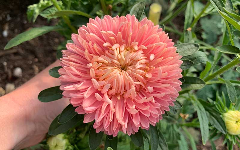 Chinesische Aster Flamingo bei Sonnenuntergang - 50 Samen