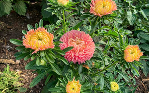 Flamant rose aster chinois au coucher du soleil - 50 graines