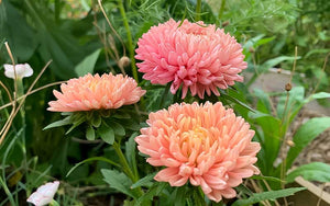 Chinese Aster Lady Coral Orange Apricot - 50 seeds