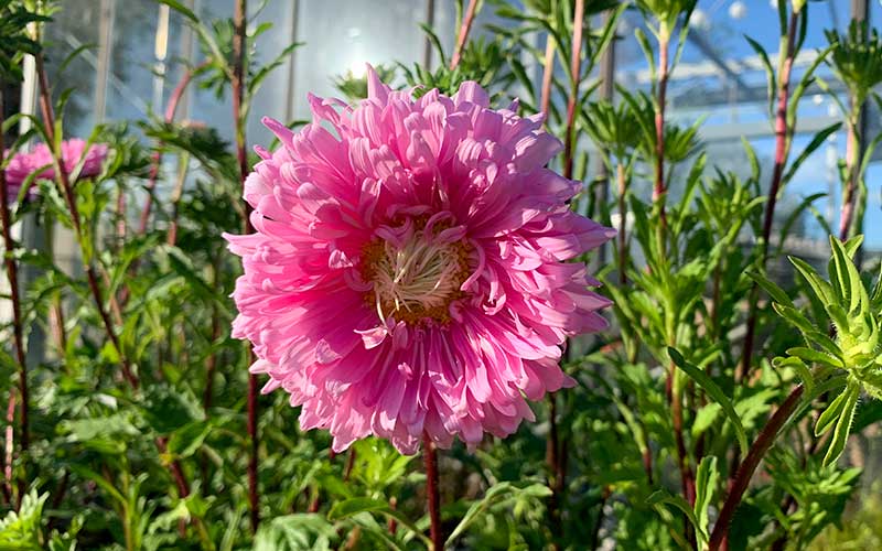 Chinese Aster king size Pink - 100 seeds