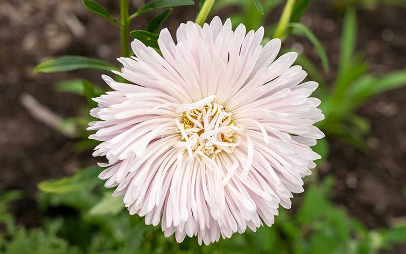 Aster chinois King Size Appleblossom - 100 graines