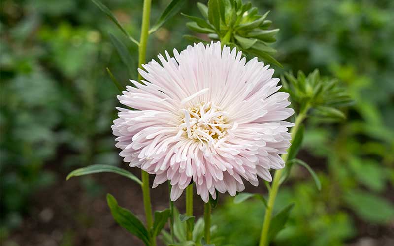 Chinese Aster King Size Appleblossom - 100 seeds