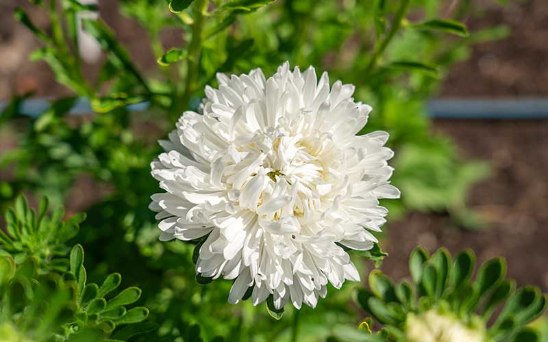 Chinese Aster King Size White - 100 seeds