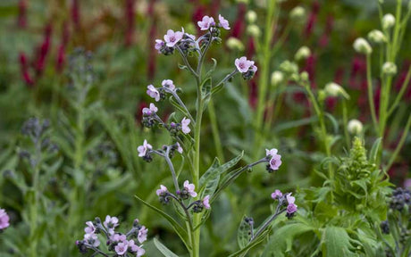 Chinese forget me not Mystery Rose