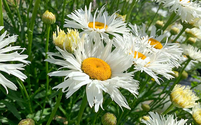 Chrysanthemum leucanthemum - Crazy Daisy - 50 seeds