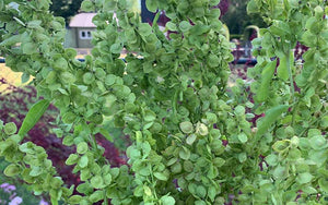 Grüne Gartenmelde (Atriplex) - 150 Samen