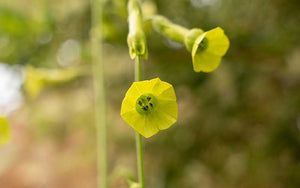 Blühender Tabak-Zitronenbaum (Nicotiana langsdorfii) - 200 Samen -