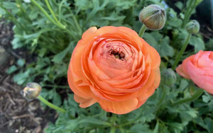 Ranunculus - Peach mix - 10 corms - large size