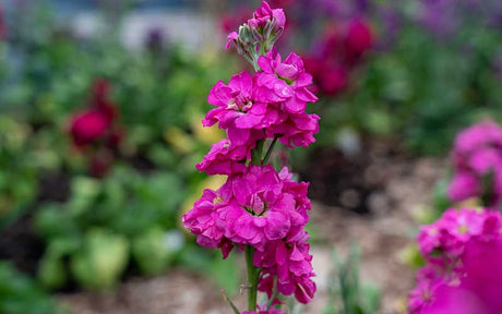 Matthiola (Stock) Rose - 100 graines