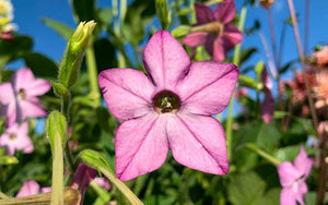 Floraison Tabac Bleu (Nicotiana mutabilis) - 50 graines