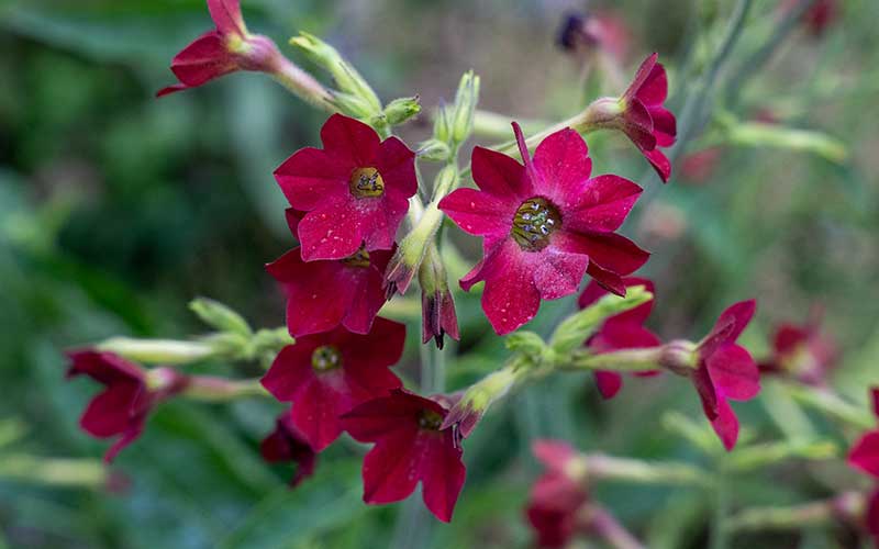 Flowering Tobacco Baby Bella (Nicotiana mutabilis) - 50 seeds