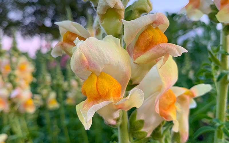 Snapdragon Costa Apricot - 50 seeds