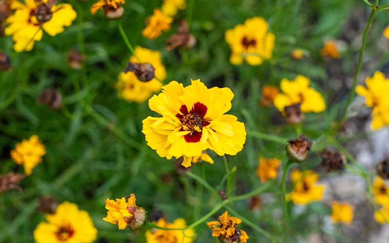 Coreopsis tinctoria Golden roulette (tickseed) - 200 seeds