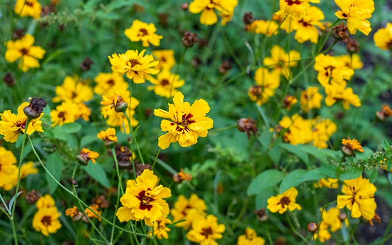 Coreopsis Tinctoria Golden Roulette - Vibrant and Low-Maintenance Cut ...