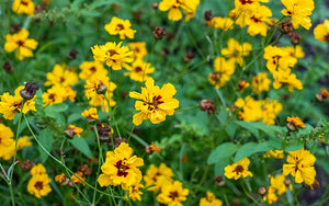 Coreopsis tinctoria Gouden roulette (tekenzaad) - 200 zaden