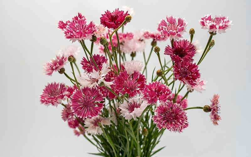 Cornflower pink and white mix - 200 seeds