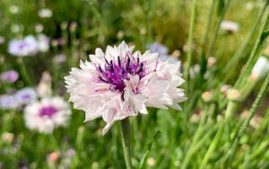 Mélange de bleuet violet - 200 graines